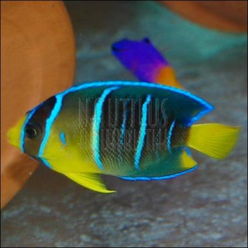 Meerwasseraquaristik - Zoohandlungen - Naunhof