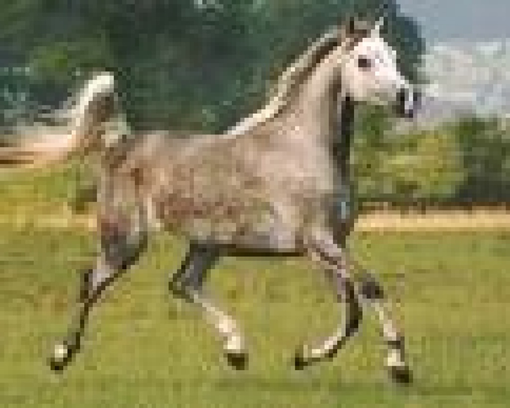 Suche RB in nähe Hamburg-Rahlstedt - Pferde - Hamburg
