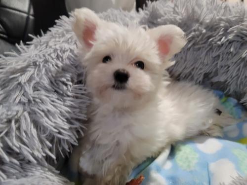 Malteser Welpe sucht ein neues Zuhause - Hunde - Stuttgart