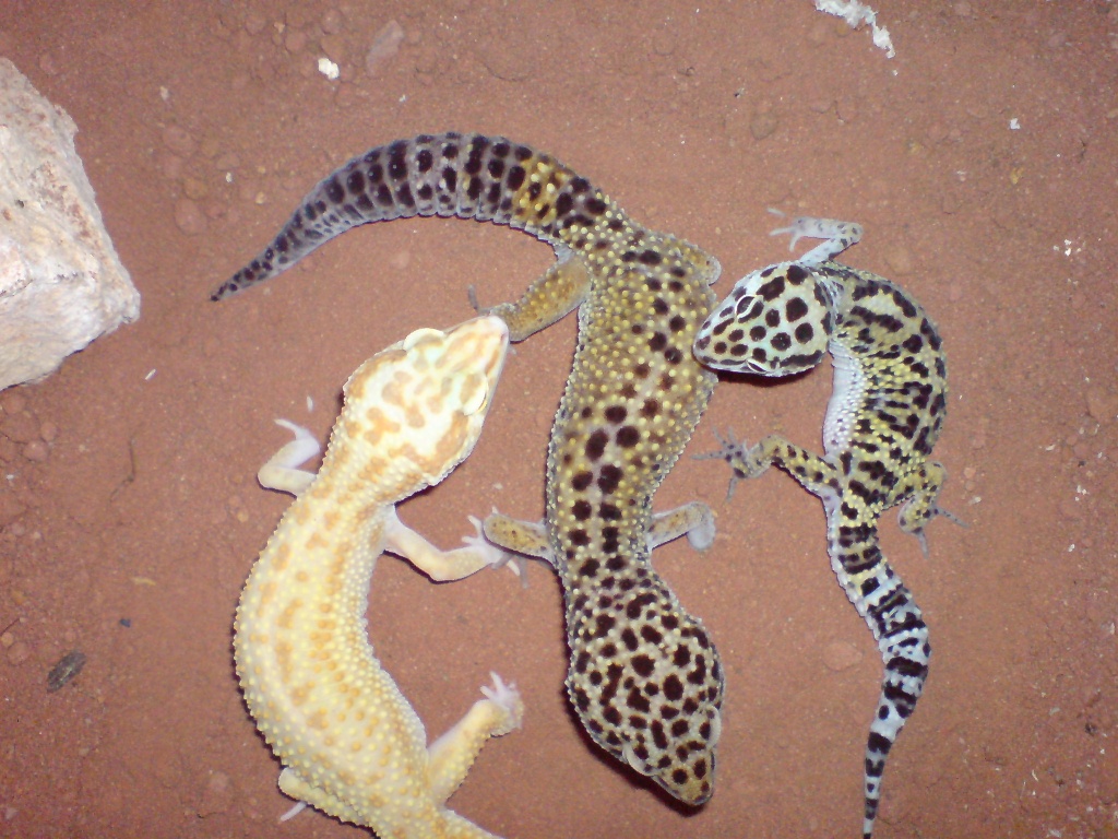 Biete 8 Leopardgeckos verschiedene Farbformen - Reptilien - Daumitsch