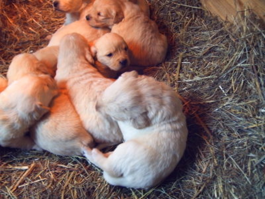 Süße Labradorwelpen - Hunde - Suhl