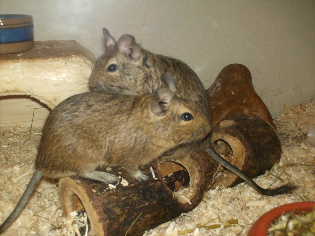 2 junge Degu Männchen (5 Monate)mit Käfig abzugeben - Nagetiere - Herne