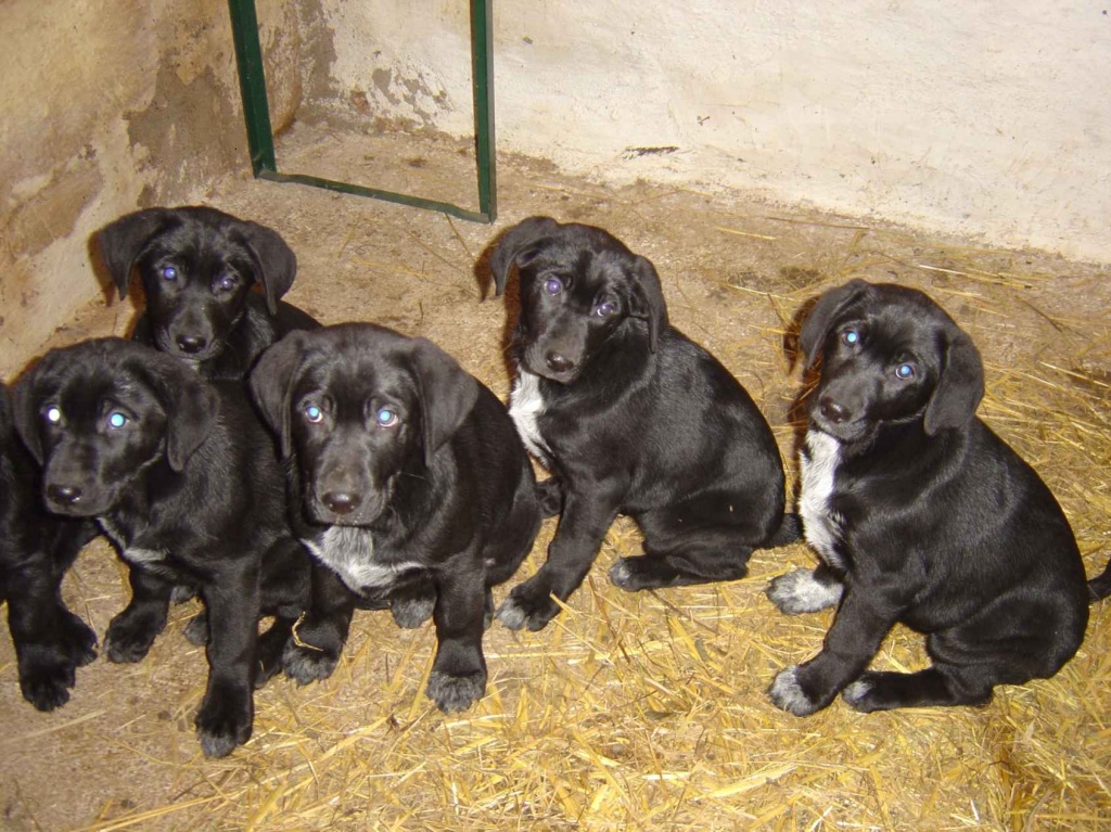 Süße Mischlingswelpen - Hunde - Buchholz
