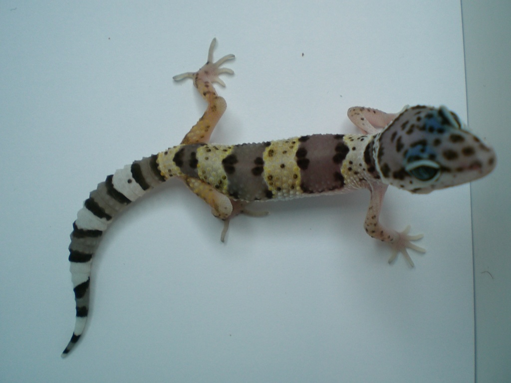 Leopardgecko - Reptilien - Schopfheim