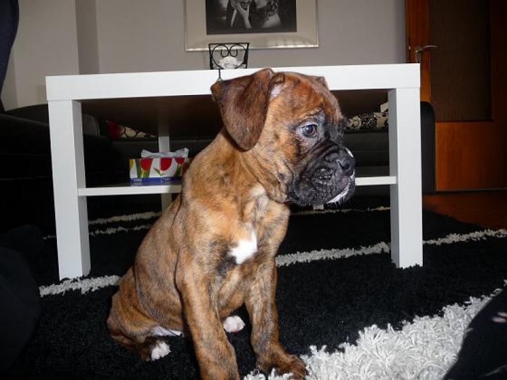 Boxerwelpen - Hunde - Duisburg