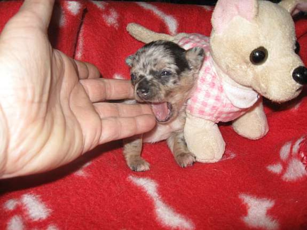 Süsse Chihuahuawelpen mit Stammbaum - Hunde - Jetzelsdorf Österreich