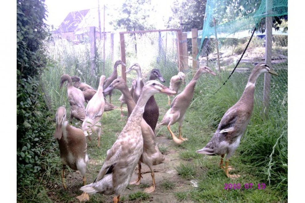 13 Jungenten - Nutztiere - Spenge