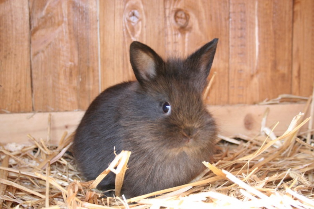 Niedliche Löwenköpfchen, 6 Wochen alt, - Nagetiere - Karben