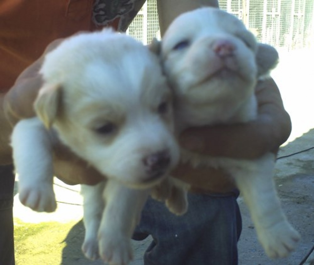 Spanische Welpen aus der Tötungsstation suchen Ausreisepaten - Hunde - Castrop Rauxel