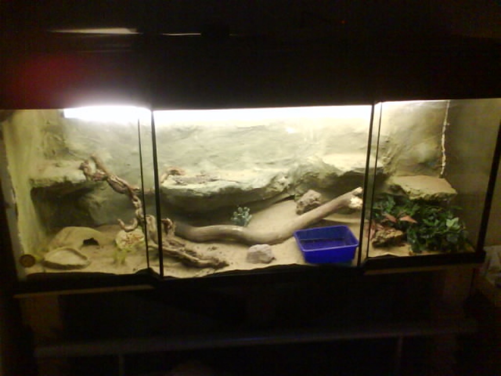 2 Bartagamen pärchen mit riesigen Terrarium mit Rückwand und .. - Reptilien - Görzke