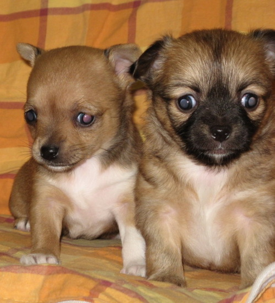 Chihuahuawelpen in lang- und kurzhaar mit Papieren - Hunde - Alt Sührkow