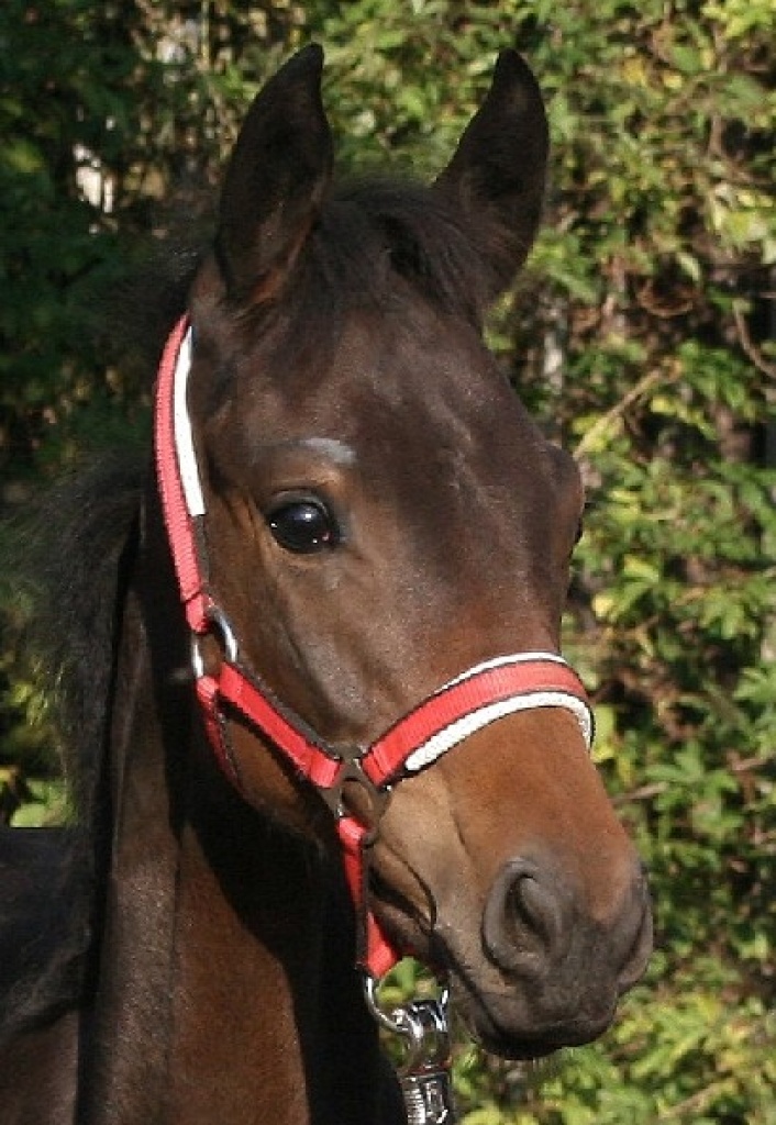 ZUREITEN v JUNGSTUTEN - Pferde - 29690