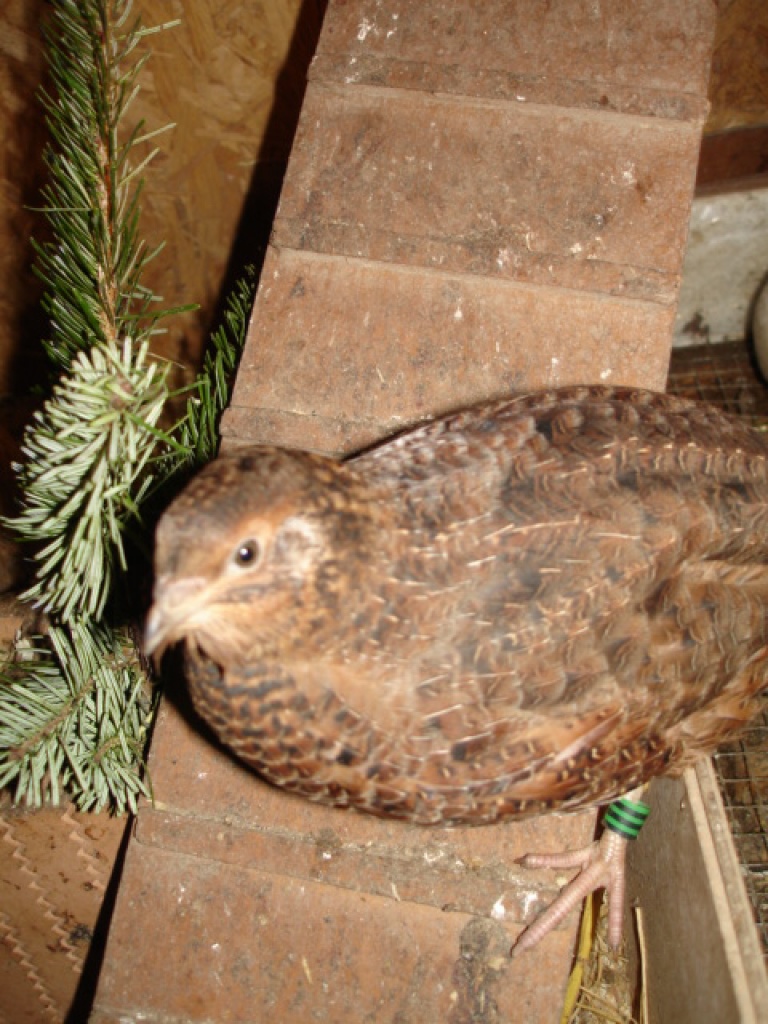 Wachteln - Kurse und Verkauf - Voegel - Lyssach
