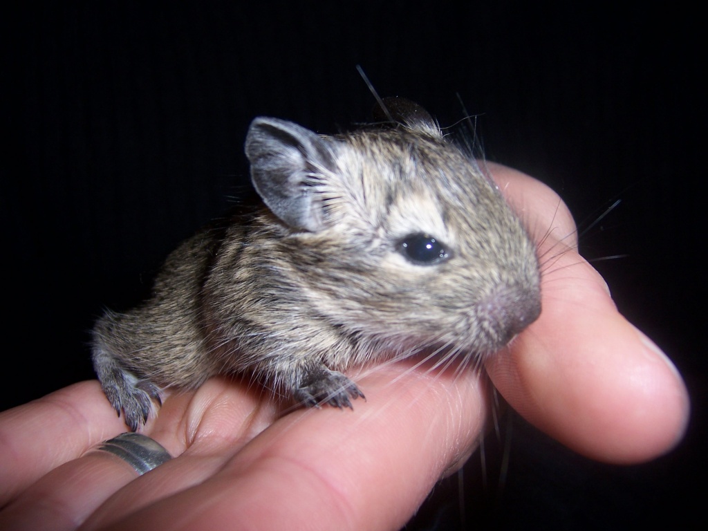Degu -Babys abzugeben - Nagetiere - Hamburg