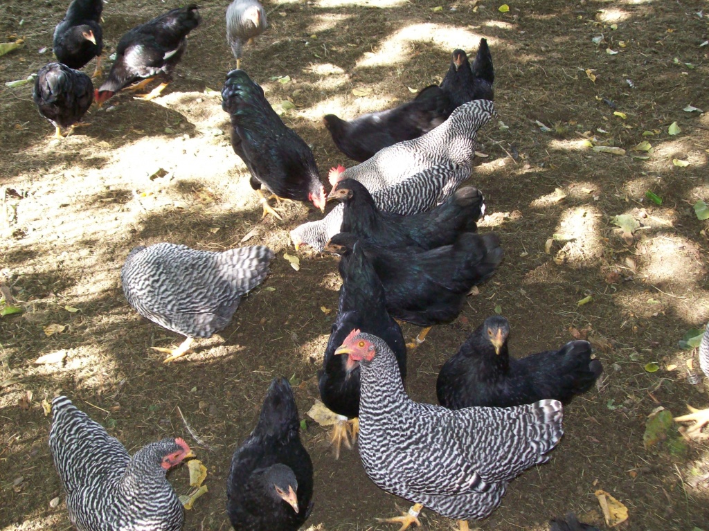 Zwerg Barnevelder zu Verkaufen - Nutztiere - Plauen