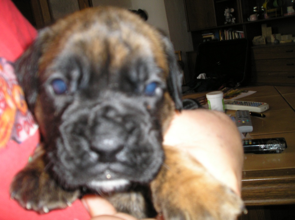 Boxer Welpen Abgabe - Hunde - Nentmannsdorf