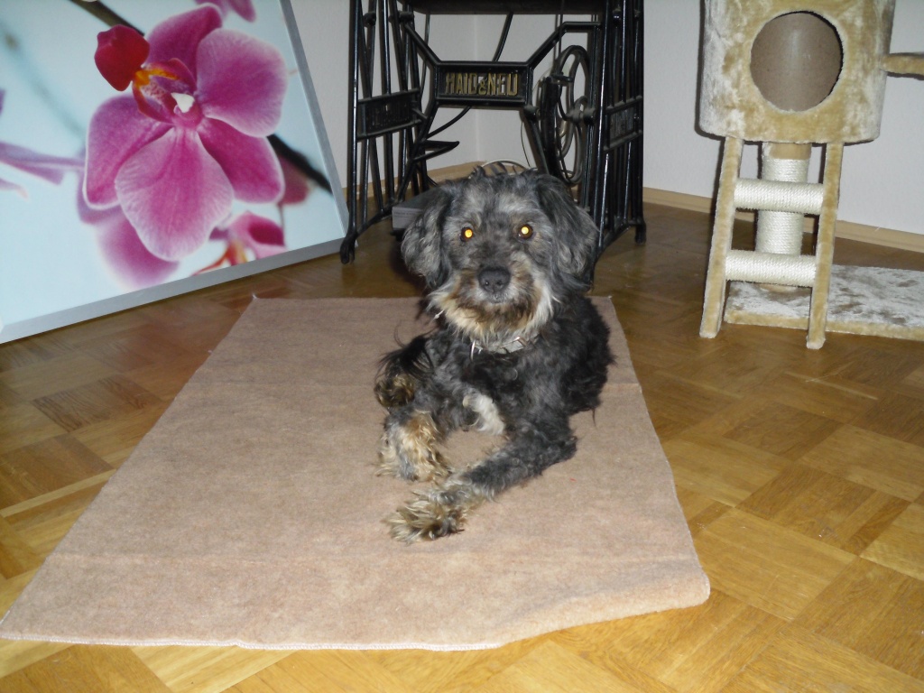 Tiernothilfe - Tierboersen - eichede