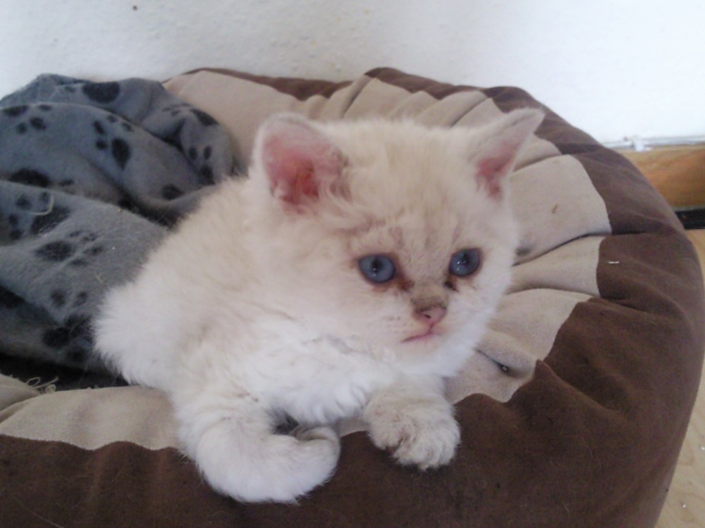 Flubber und Furby - Katzen - Oer Erkenschwick