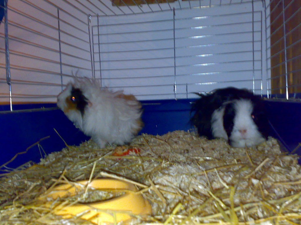 Gebe meine Meerschweinchen in liebevolle Hände ab!!! - Nagetiere - Heidenrod
