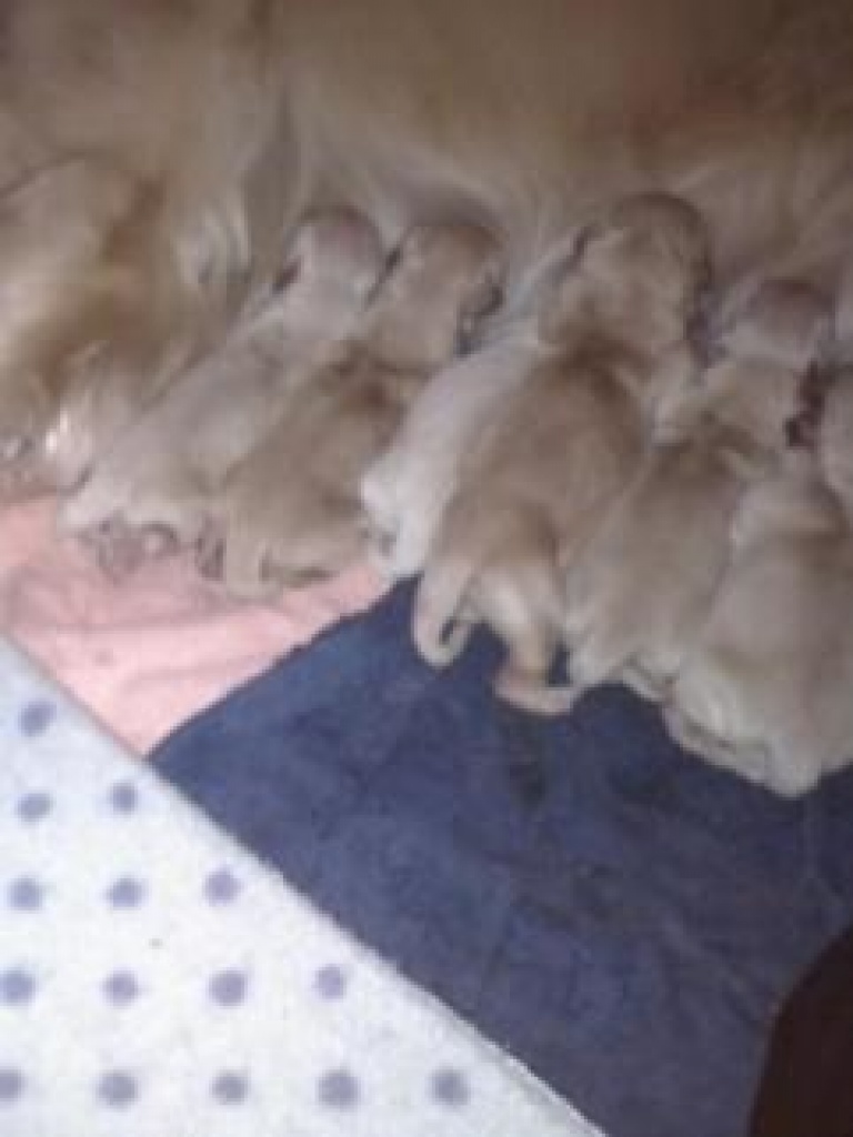 Golden Retriverbabys zu Verkaufen - Hunde - Bassum
