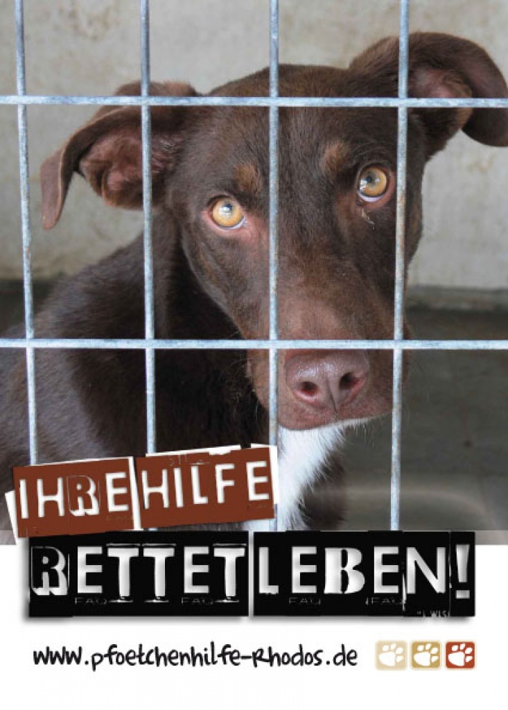 Pfötchenhilfe Rhodos sucht laufend Flugpaten! - Flugpaten - Essen