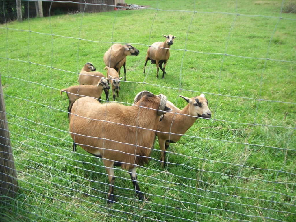 Verkaufe Kammerunschafe - Nutztiere - Moosbach