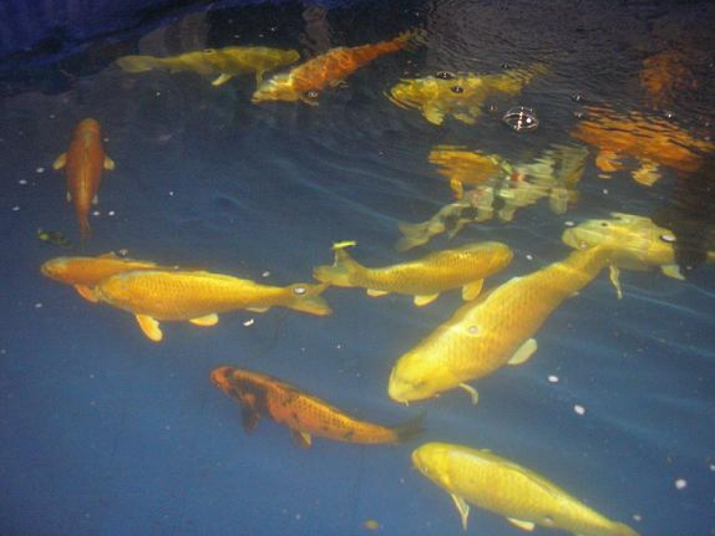 Koi`s zu verkaufen - Fische - Leinfelden Echterdingen