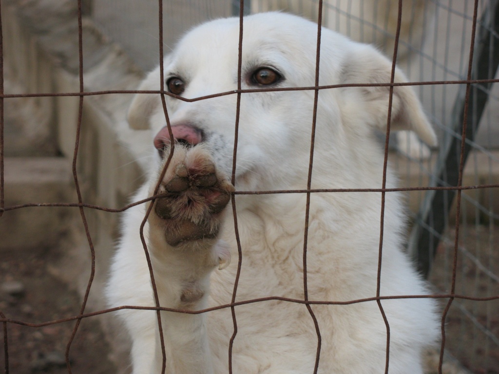Dringend Flugpaten von Olbia(Sardinien)nach Hannover, Köln, Hamburg oder München - Flugpaten - Peine