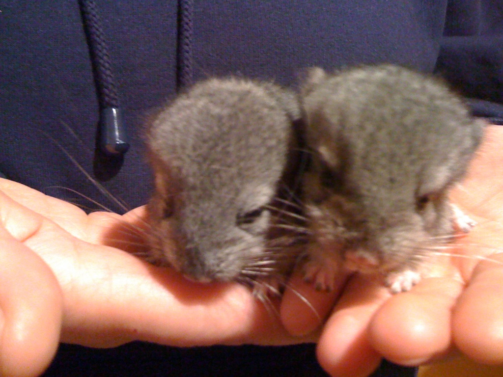 2sweetChinchis - Nagetiere - Ruppichteroth