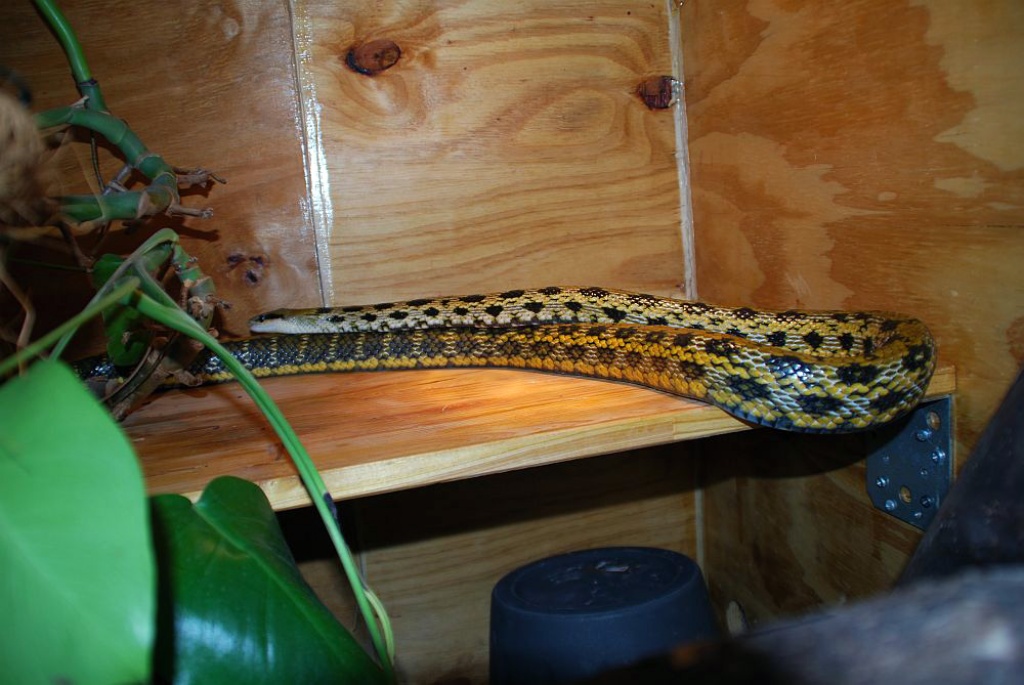 Taiwan Schönnatter männlich 230cm KL - Tierboersen - Iserlohn
