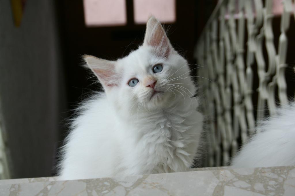 Wunderschöne Waldkatzenkitten - Katzen - Ottersheim