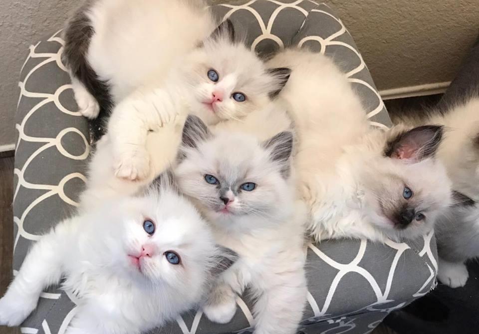 Ragdoll katzenbabys - Katzen - Kassel