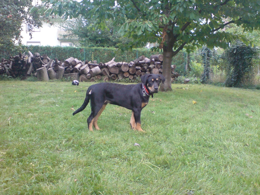 SUCHE DRINGEND EINEN HUNDWELPEN!!! - Hunde - Esslingen am Neckar