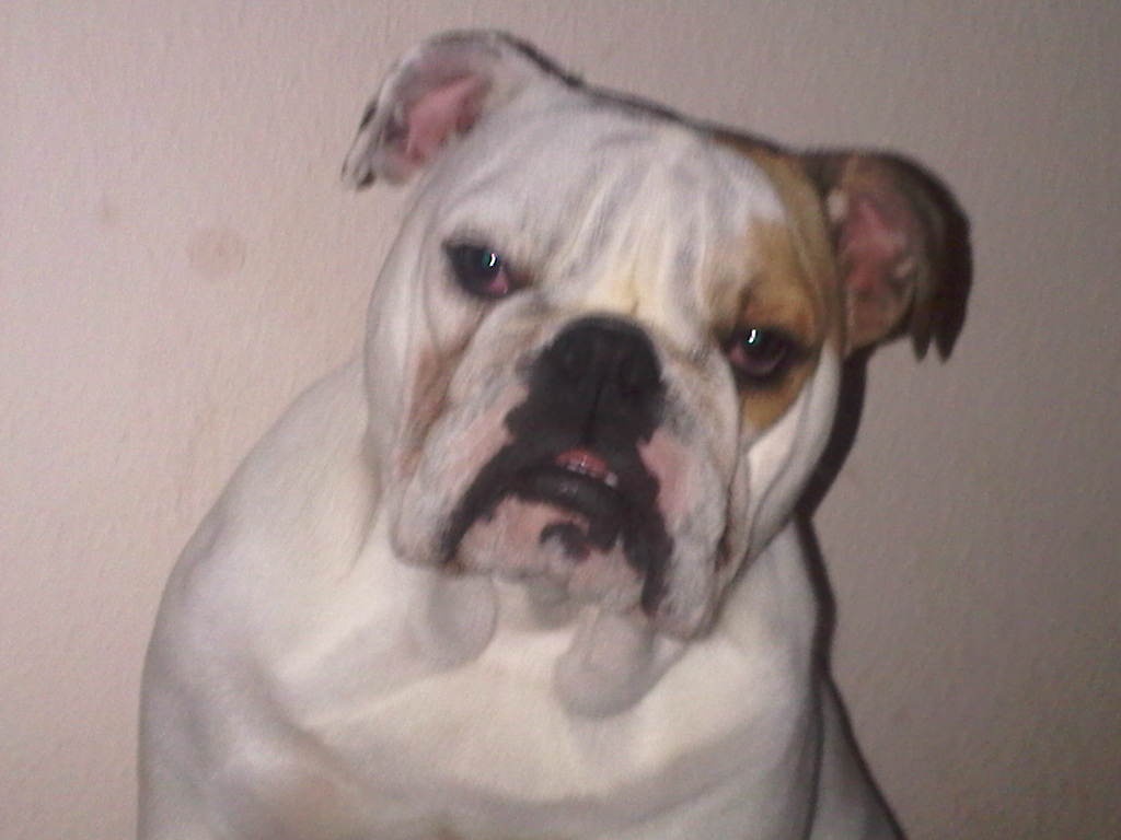 Englische bulldogge Hündin geb.15.01.2021 - Hunde - Ratingen