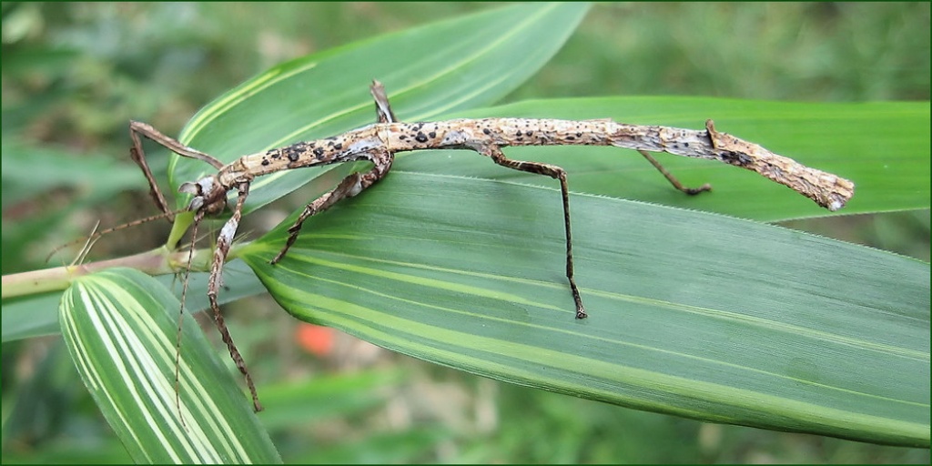 Stabheuschrecken - Insekten - Offenburg
