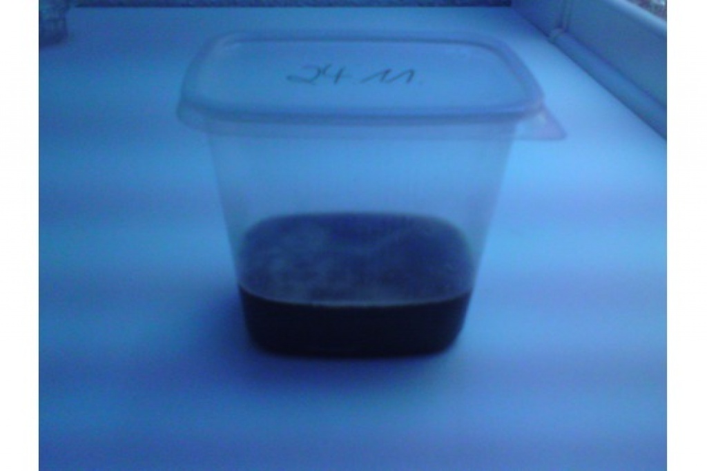 Bierwürmchen / Panagrellus redivisvus Zuchtansatz - Futtertiere Allgemein - Suhl