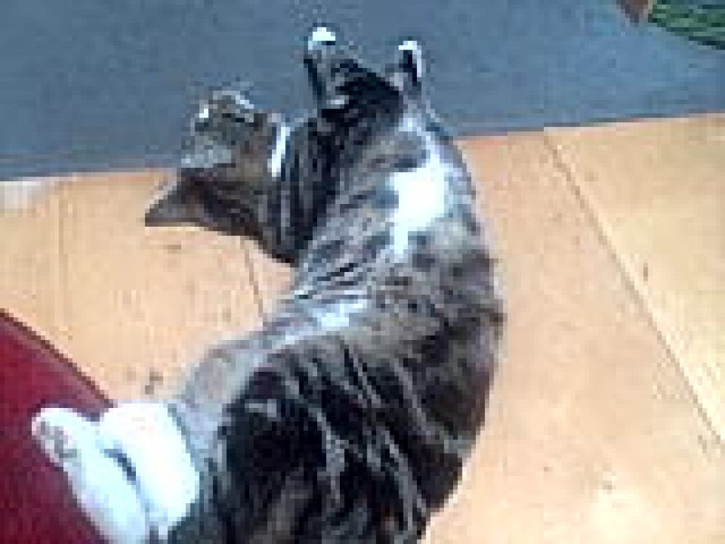 Wer hat Millow gesehen? - Entlaufen Zugelaufen - Lohmar