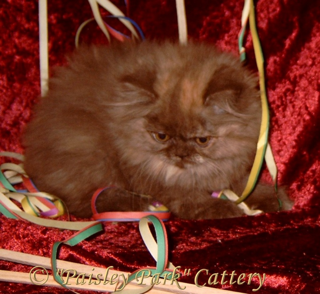 Klassische Perserkätzchen, Perserkätzchen mit Nase - Katzen - Pölitz