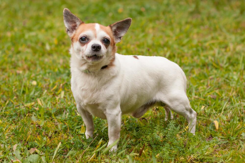 OPI RONNY - Chihuahua - 13, 5 Jahre - Tierhilfe-Franken e.V. - Hunde - Lauf an der Pegnitz