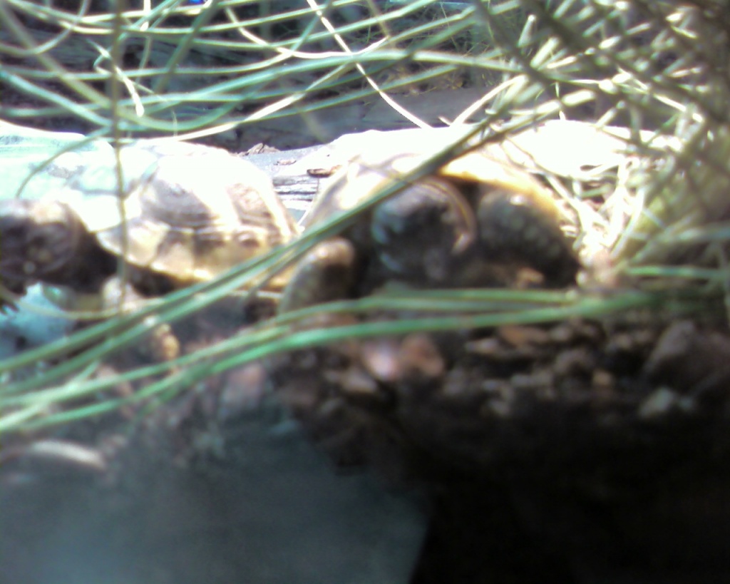 Suche Griechische Landschildkröten THH Weibche - Reptilien - Borken-Weseke