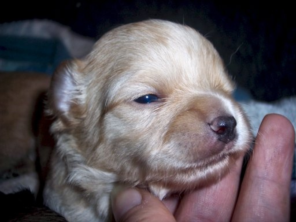 Chihuahuawelpen - Hunde - Rheurdt