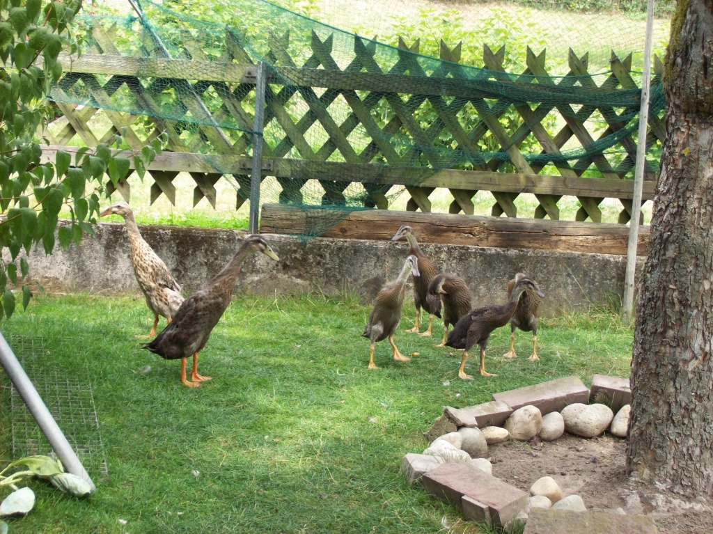 Laufenten zu verkaufen - Nutztiere - Bad Soden Salmünster