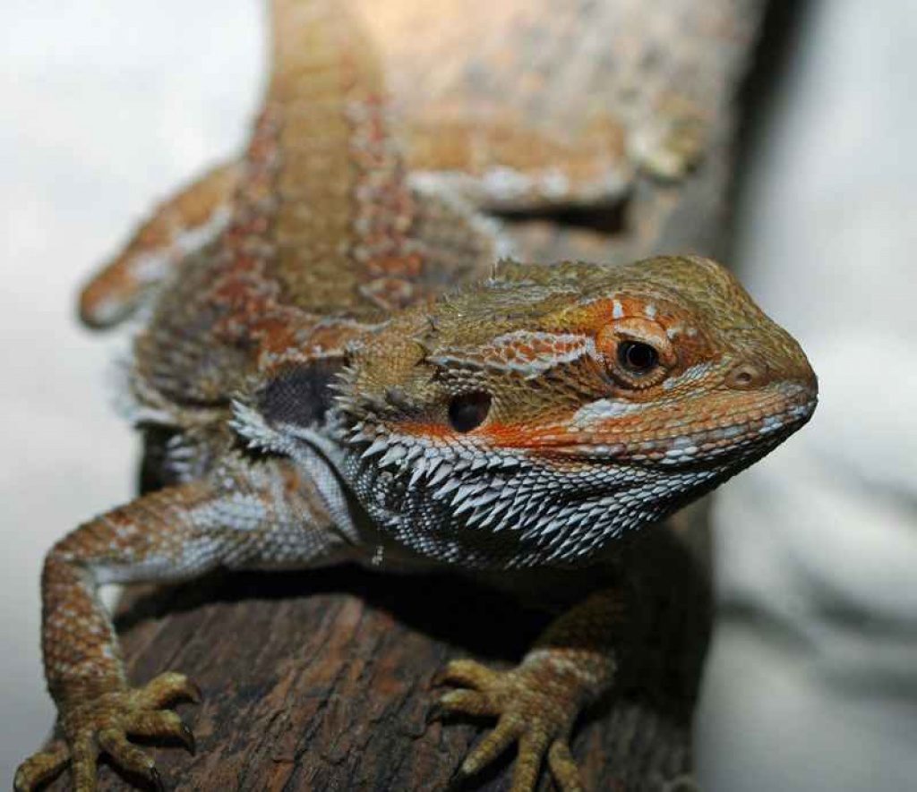 2 weibl. Bartagamen mit wunderschönem Terrarium - Reptilien - Spaichingen
