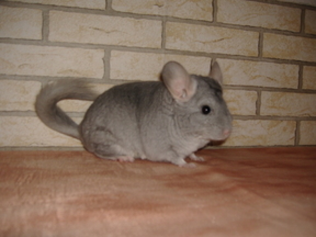 2 liebe Chinchillaweibchen suchen ein Zuhause - Nagetiere - Viersen