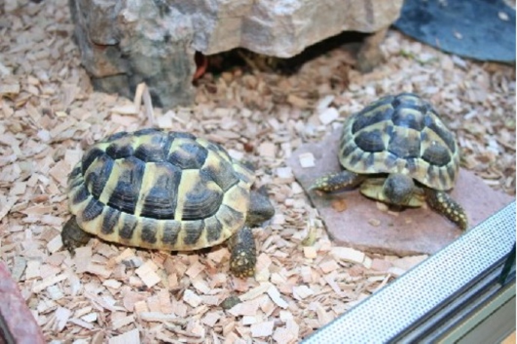 3 Griechische Landschildkröten (T.H.Boettgeri) - Reptilien - Ronshausen