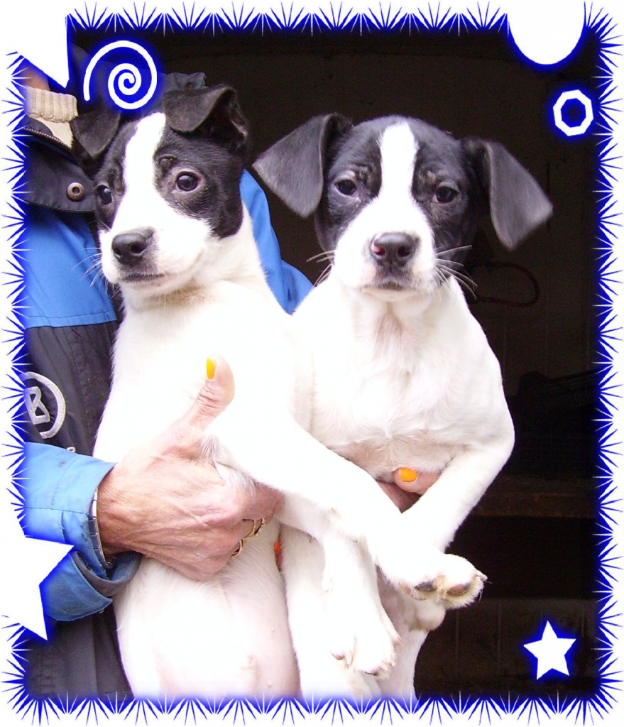 Welpen zu verkaufen an liebevolle Leute - Hunde - Gladbeck