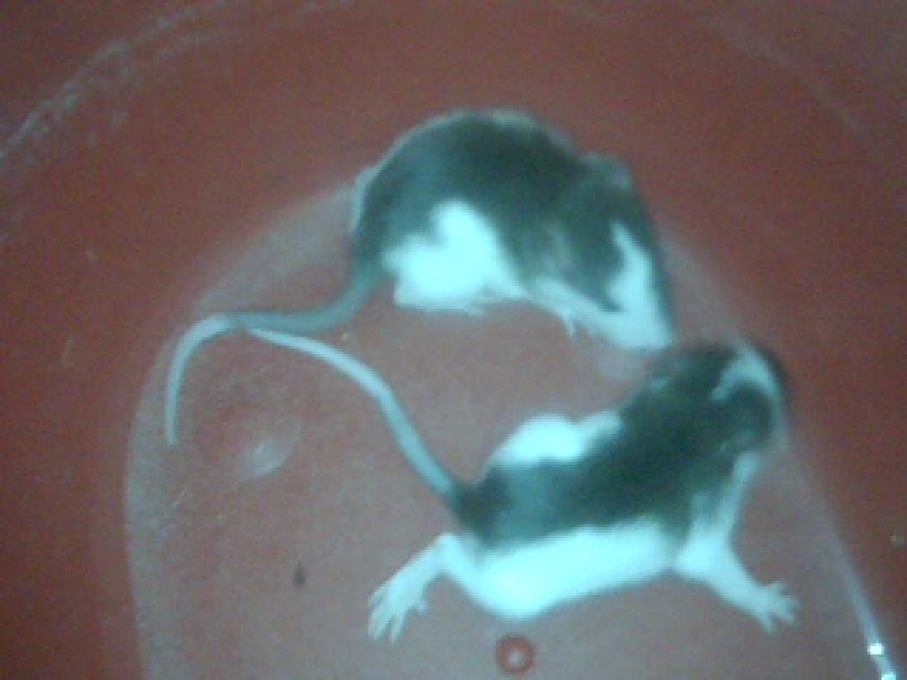 Schlangenfutter - Reptilien - elsterberg