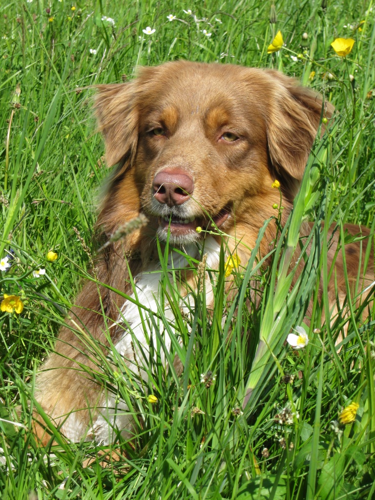 Australian Shepherd Deckrüde - Hunde - Ahrbrück