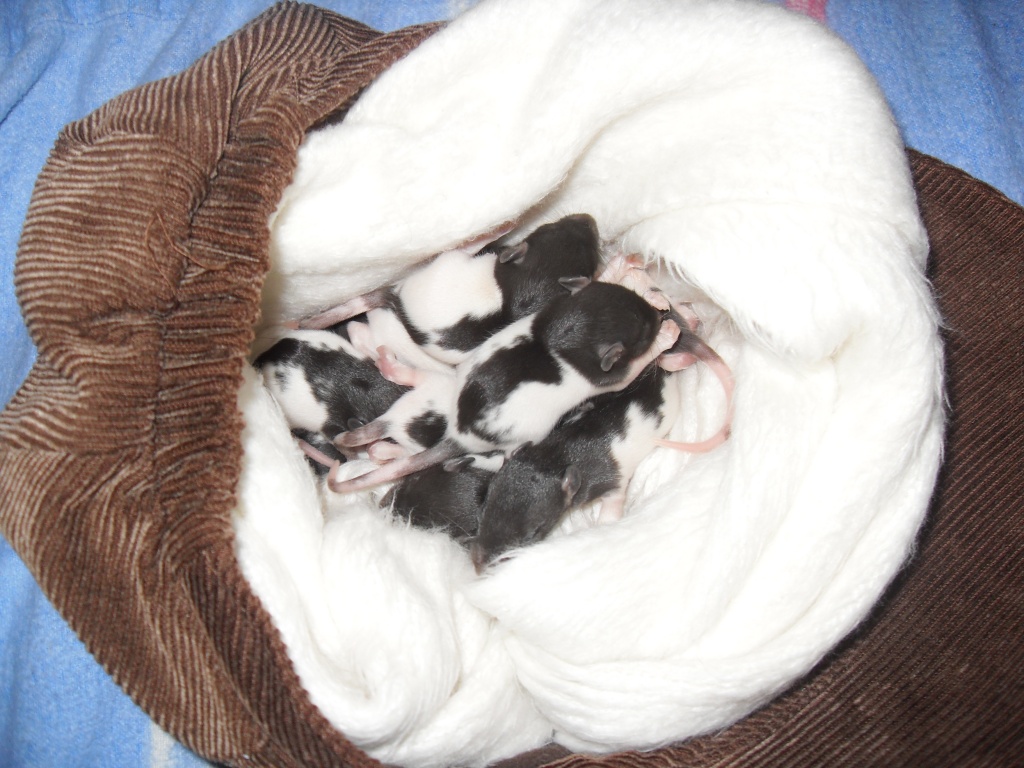 Super zahme Rattenwelpen - Nagetiere - Viernheim