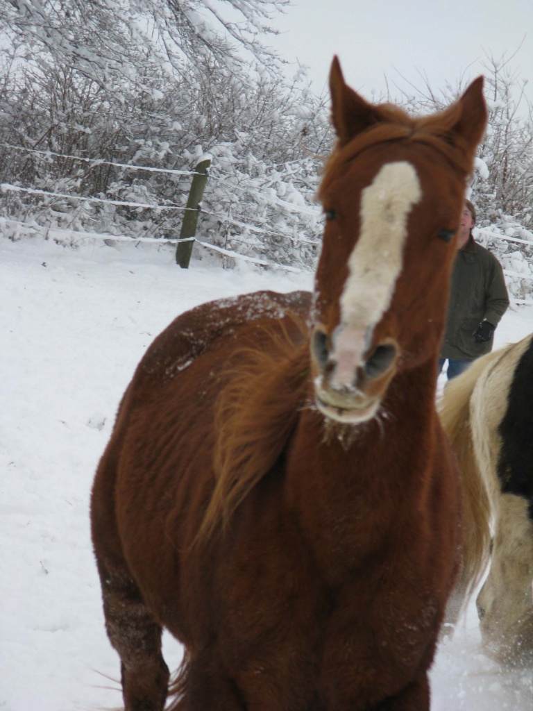 Vergebe Reitbeteiligung an Araberstute - Pferde - Burgsalach